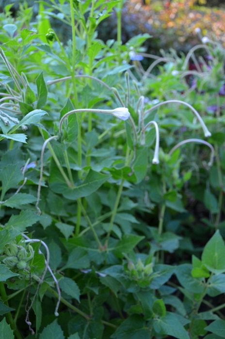 Mirabilis longiflora